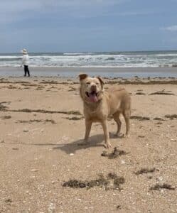 This tan dog is standing on the sand with the ocean behind her.