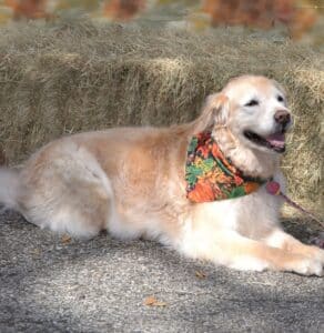 Ruby Too in front of a bale of hay - 35th anniversary photo.