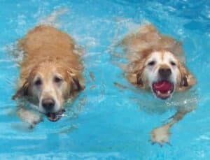Sister goldens, Zoey and Lucy, swimming in a pool with tennis balls in their mouth.