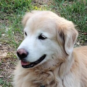 Headshot of a golden retriever Alec.
