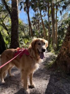 Golden retriever standing on a dirt trail in a sunlit forest, wearing a red harness and leash, tongue out and happy amid tall trees and green foliage.