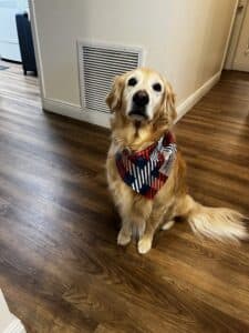 Dog sitting on wood floor wearing a plaid bandana looking at the camera.