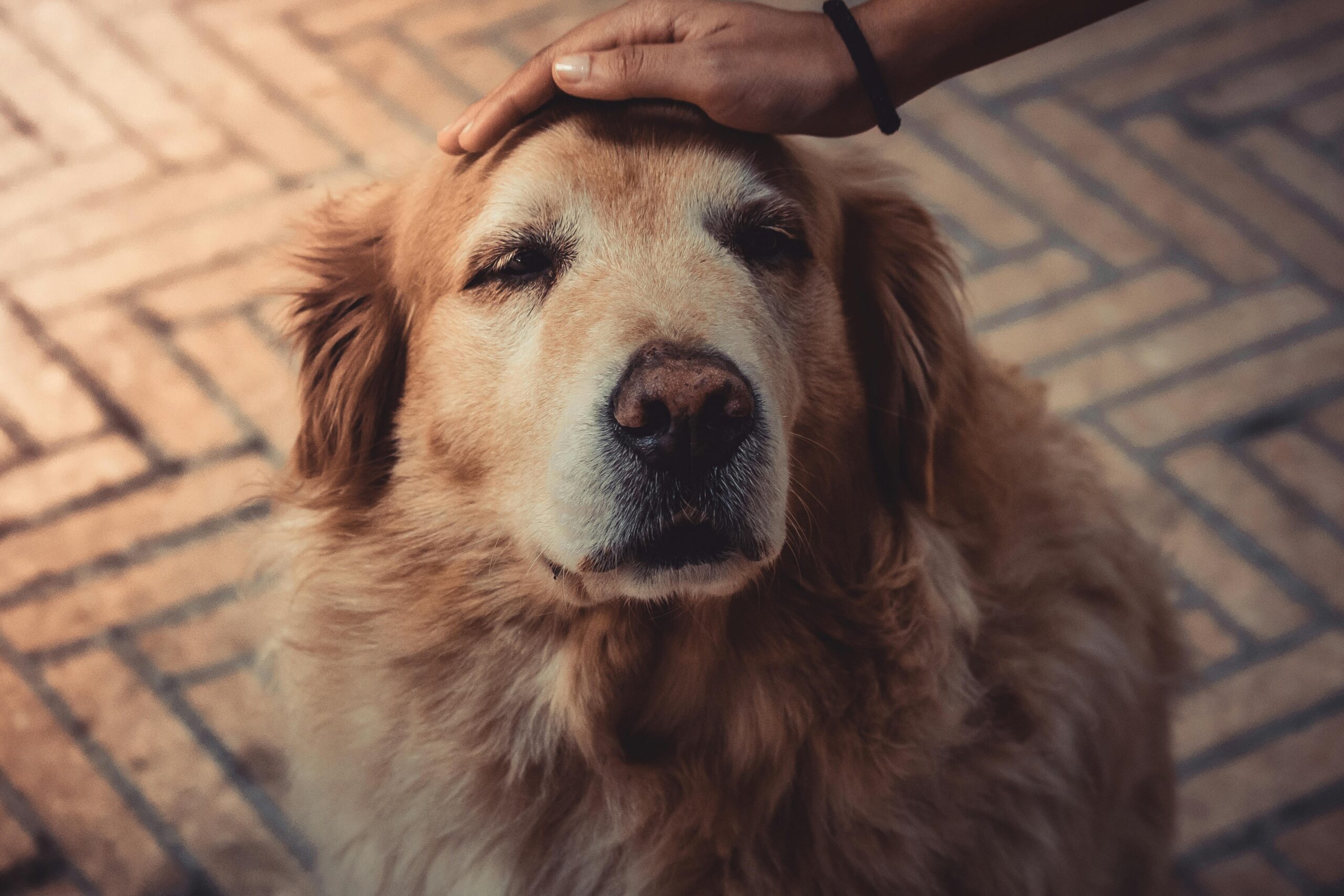 Golden retriever being gently petted on the head.