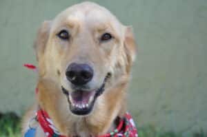 Tan colored golden retriever looking at camera with mouth open and wearing a bandana.