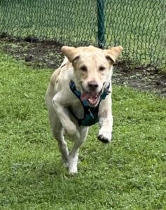 Tan dog midway through running outside in a grassy area