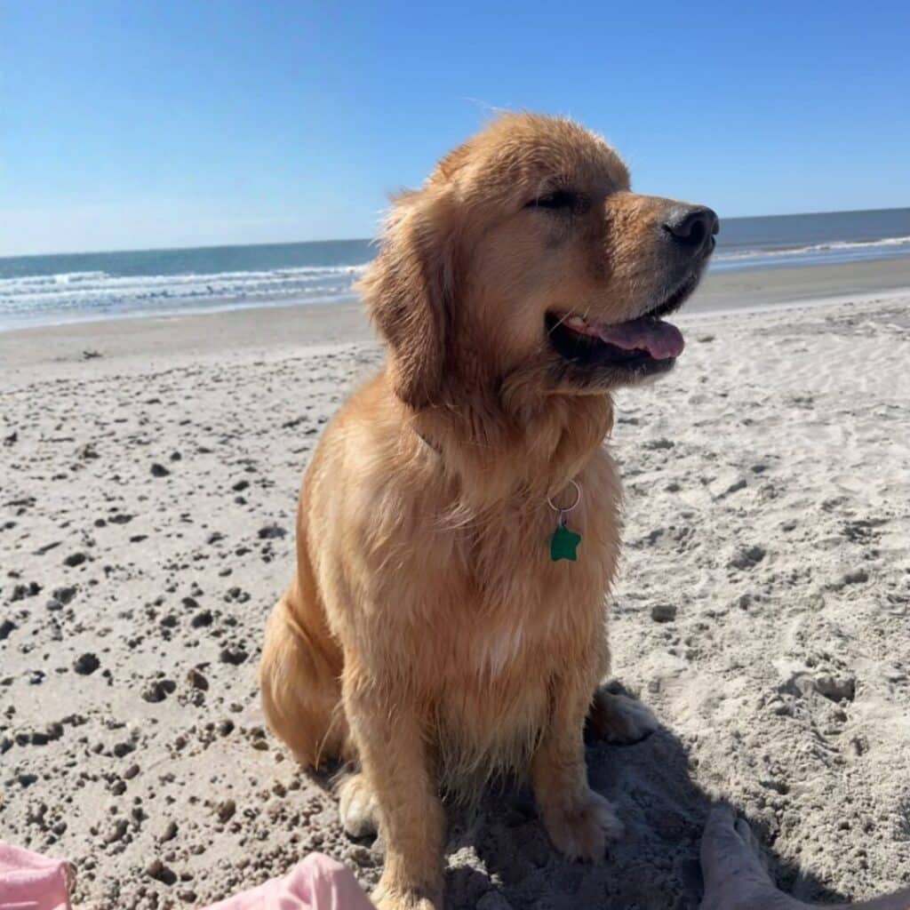 Golden retriever sitting on a beach, facing sideways with the shoreline visible behind it.