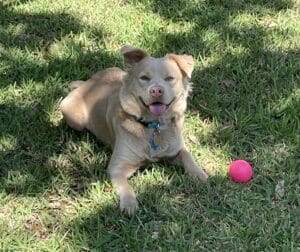 Pearl Jayda, a golden blend, playing with her pink squeaky ball.