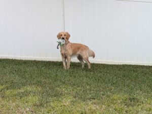 Golden is standing in some grass in front of a white fence. The dog is looking at the camera with a toy in his mouth.