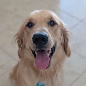 Golden looking at the camera smiling showing off his pink tongue and cute eyes.