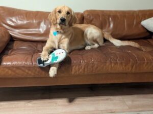 Golden laying on brown couch looking at the camera with a snowman toy under his paw.