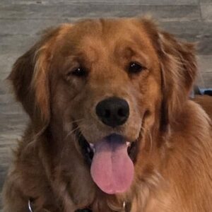 Golden retriever sitting, mouth open and tongue out.
