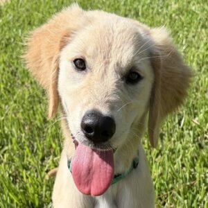 Young golden sitting or standing on green grass, floppy ears and bright eyes, tongue out in warm sunlight.