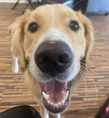 up close photo of a golden retriever's face.