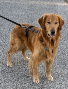 Golden retriever wearing a black harness standing on a paved surface outdoors, looking slightly to the side