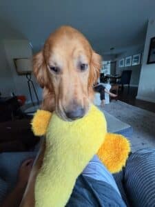 Light brown dog holding a yellow dog toy.