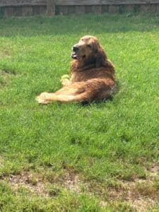 Golden retriever sitting in a yard with tongue out looking back at the camera.