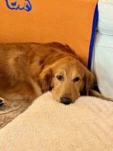 Golden retriever laying lazily on the floor with an orange blanket in the background.