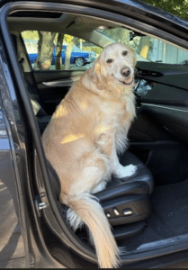 Angel dog, Comet, a cream golden, sitting in the front passenger seat of a car.