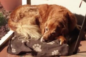 Golden retriever resting curled up on a brown blanket.
