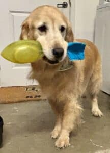 Golden retriever holding colorful toy. Golden retriever standing indoors on a concrete floor, holding a toy on mouth.