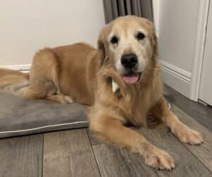 Golden retriever on gray dog bed. Light golden retriever with a slightly graying face lying on a gray dog bed, tongue slightly out, relaxed in a soft, calm indoor setting.