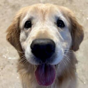 Golden retriever close up with tongue out. Golden retriever’s face filling the frame, big black nose, dark eyes, and tongue out.