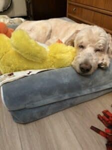 Golden doodle dog lying comfortably on a soft blue pet bed, head resting on the edge with plush toys tucked around.