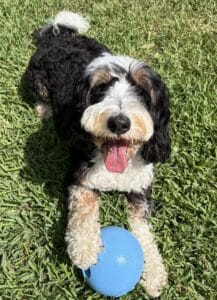 Doodle curly dog on grass with blue ball Curly black white tan dog lying on green grass with a blue ball between its paws, tongue out and happy.