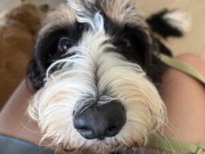 Doodle dog looking at camera. Curly black and white dog with tan accents looking directly at the camera.