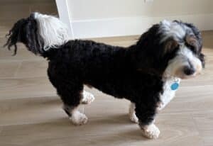 Doodle dog standing on wood floor. Small curly dog with a striking black body and white face, chest, paws, and tail tip, standing on light wood flooring with a blue tag on the collar, alert.
