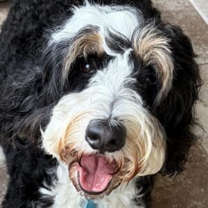 Doodle dog smiling at camera. Curly black and white dog with tan accents looking directly at the camera, mouth open in a happy expression.