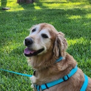 Headshot of Ellie Jemma looking at the camera while sitting on grass in a light blue harness. She is smiling with her tongue out.