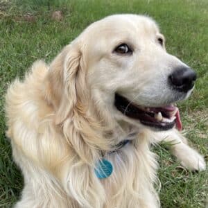 Golden retriever lying in the grass outdoors, panting happily and looking up toward the camera while wearing a blue collar.
