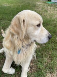 Side profile of a cream-colored golden retriever sitting on grass, looking attentively to the right.