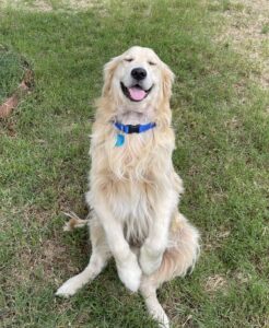 Smiling golden retriever sitting in a grassy backyard with eyes closed and front paws raised, wearing a blue collar