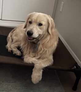 Light-colored golden retriever lying on a dark brown dog cot in a home office, with white bookshelves filled with binders in the background.