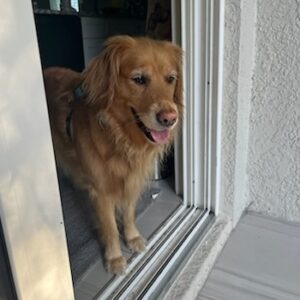 Golden Retriever standing in a doorway, looking outside with a happy expression.