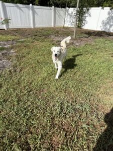 Light colored golden retriever running in a backyard.
