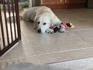 Light colored golden retriever laying on tile floor with a toy.