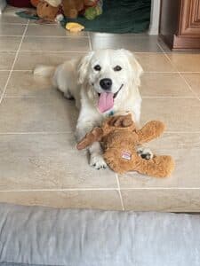 Light colored golden retriever laying on tile floor with a brown toy looking happily at the camera with tongue out.