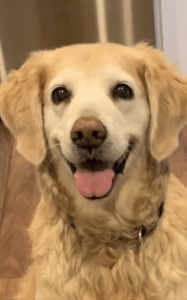 Light colored golden retriever looking at camera with tongue out.