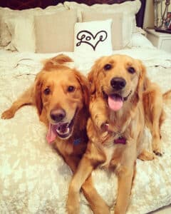Two golden retrievers sitting on a bed with their tongues out and happily staring at the camera with their arms crossed over each other.
