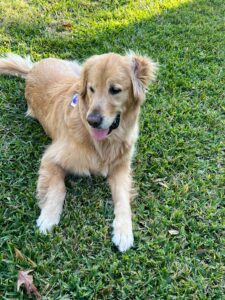 Golden Retriever sitting on green grass outdoors with its tongue out, part of the Hearts of Gold therapy team.