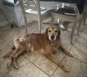 Apollo is laying on his side on light brown tiles. He is laying next to some chairs and is looking up at the camera.