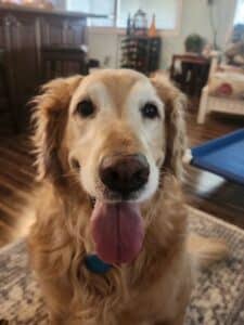Golden retriever sitting on patterned rug indoors. Golden retriever with a light coat and slightly graying muzzle sitting on a patterned rug, tongue out and looking directly at the camera.