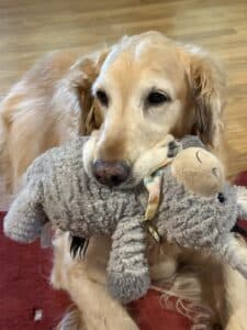 Golden retriever with plush donkey toy. Golden retriever lying on wooden flooring beside a red rug, holding a gray plush donkey like toy with a patterned ribbon.