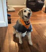 Golden retriever in gray jacket and orange bandana Golden retriever sitting on a wooden floor wearing a gray jacket and bright orange bandana, calm in a living room.