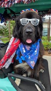 Newfoundland wearing festive patriotic accessories while sitting on a decorated golf cart during a community event.