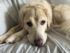 Mipha is laying on a white sheeted couch with her front legs stretched out and her head resting on them. She is looking up at the camera with big puppy eyes.