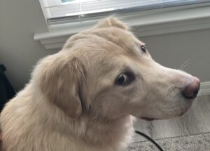 This golden is looking over to the right at the camera. Their fluffy ears and sweet eyes are the focus of this photo.